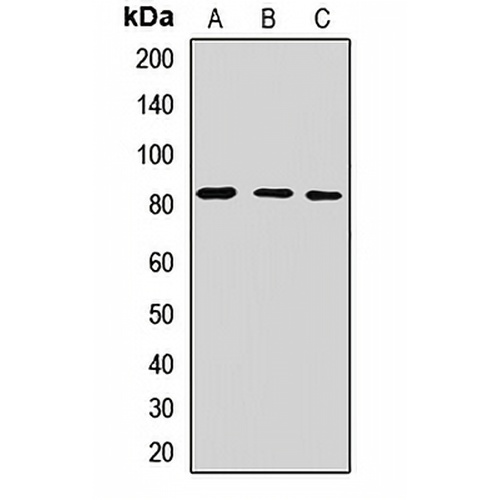 EXT2 Rabbit Polyclonal Antibody
