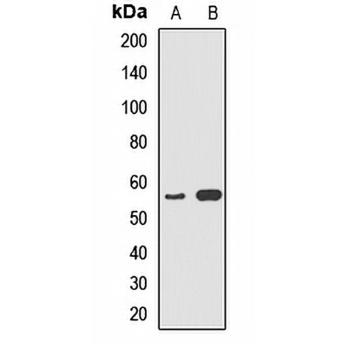 Cytochrome P450 5A1 Rabbit Polyclonal Antibody