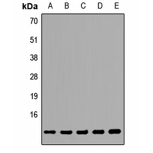 TCEB1 Rabbit Polyclonal Antibody