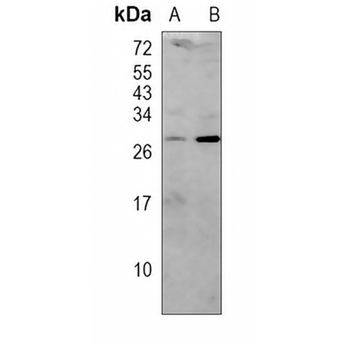 CD99 Rabbit Polyclonal Antibody