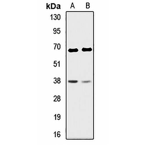 CD150 Rabbit Polyclonal Antibody