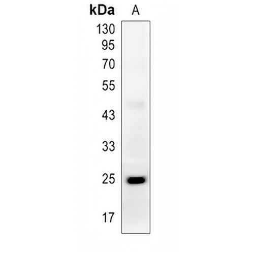 IL-13 Rabbit Polyclonal Antibody