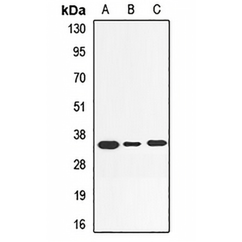 ELSPBP1 Rabbit Polyclonal Antibody