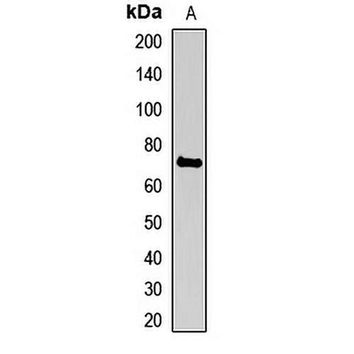 HCLS1 Rabbit Polyclonal Antibody