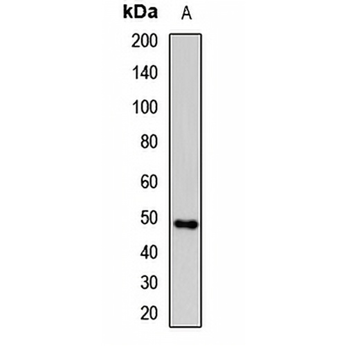 uPA Rabbit Polyclonal Antibody