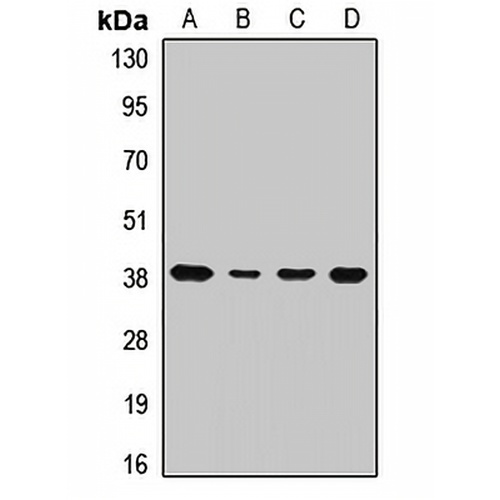 PP1 alpha Rabbit Polyclonal Antibody