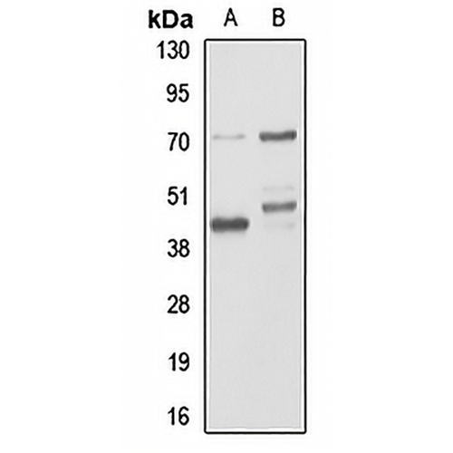 CD24 Rabbit Polyclonal Antibody
