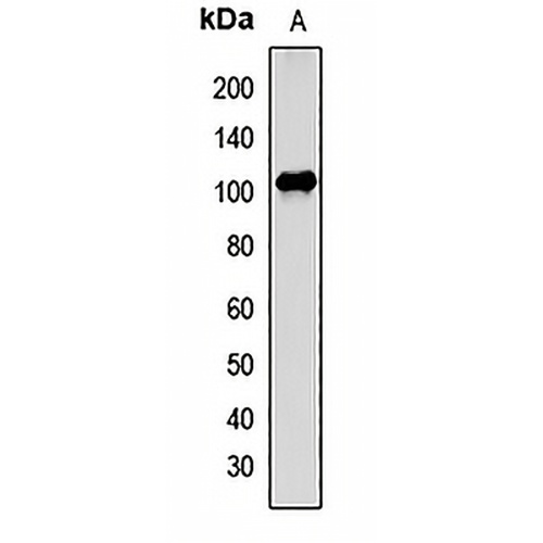 ALIX Rabbit Polyclonal Antibody