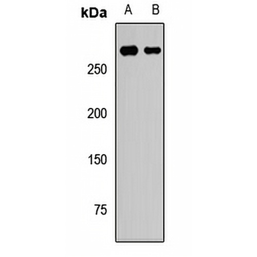 CHD3 Rabbit Polyclonal Antibody