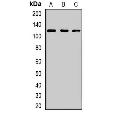 TIF1 beta Rabbit Polyclonal Antibody