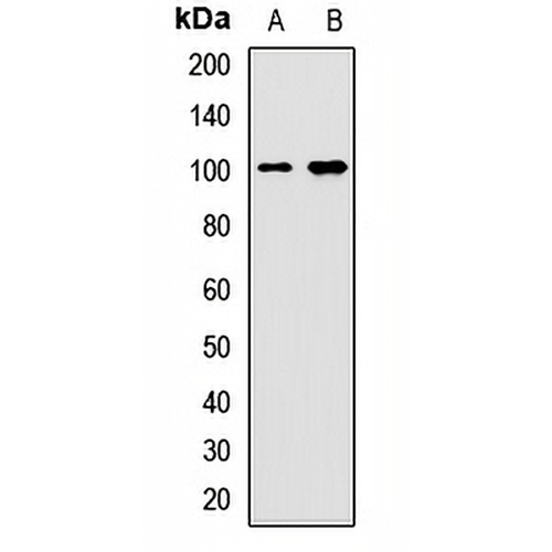 BRD7 Rabbit Polyclonal Antibody
