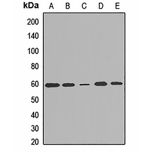 DMAP1 Rabbit Polyclonal Antibody