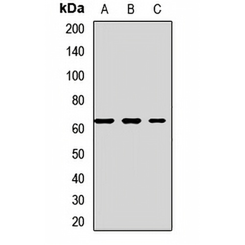 Squalene Epoxidase Rabbit Polyclonal Antibody