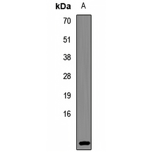 POLR2L Rabbit Polyclonal Antibody