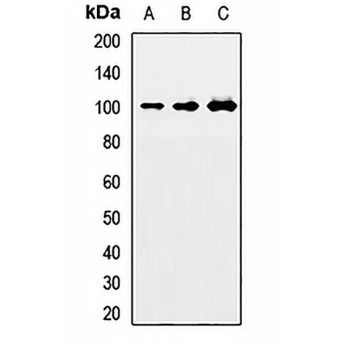 NEDD9 Rabbit Polyclonal Antibody