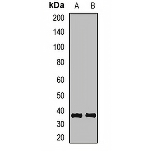 DNase I Rabbit Polyclonal Antibody
