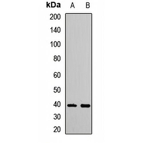 IRF2 Rabbit Polyclonal Antibody