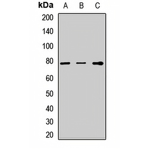 TGFBI Rabbit Polyclonal Antibody
