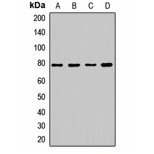 DRP1 Rabbit Polyclonal Antibody