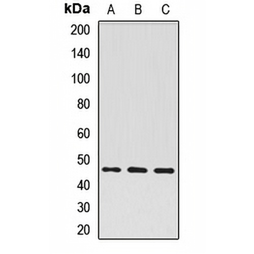 ATG4A Rabbit Polyclonal Antibody