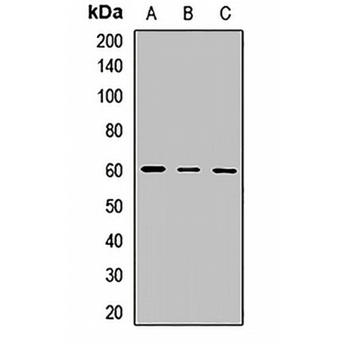 Occludin Rabbit Polyclonal Antibody
