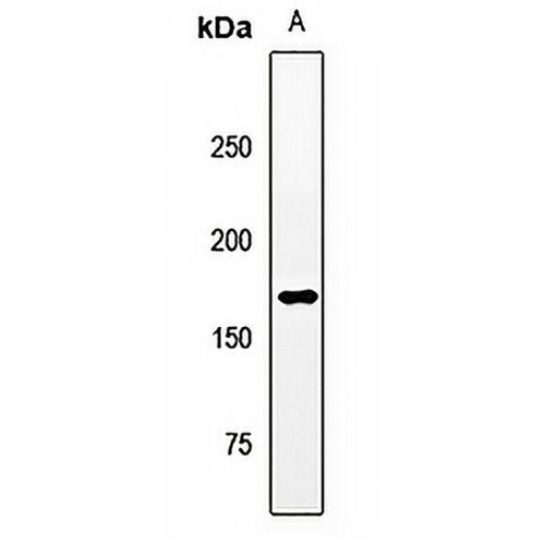 MAPKBP1 Rabbit Polyclonal Antibody