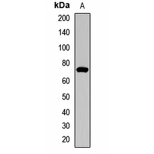 CD218a Rabbit Polyclonal Antibody