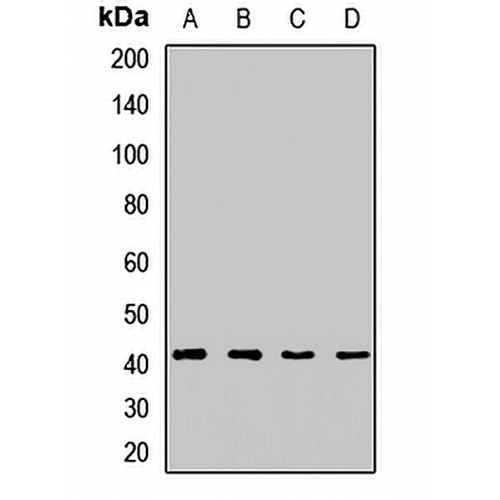 DLK1 Rabbit Polyclonal Antibody