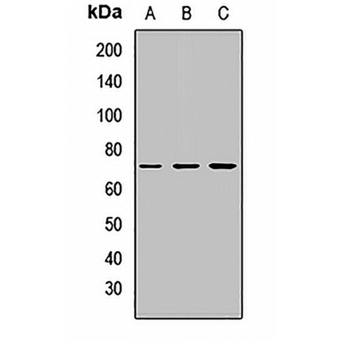 Matrilin 4 Rabbit Polyclonal Antibody