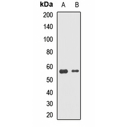 DNAJC7 Rabbit Polyclonal Antibody