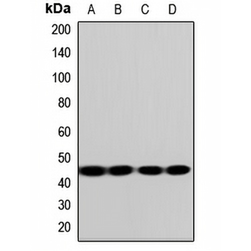 LAT1 Rabbit Polyclonal Antibody