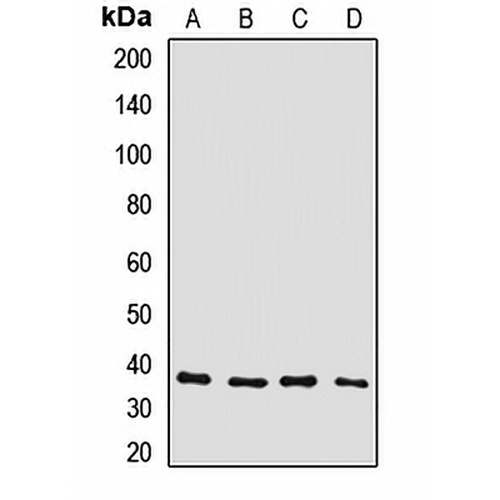 Connexin 36 Rabbit Polyclonal Antibody