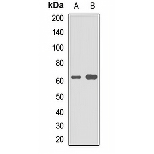 EAAT4 Rabbit Polyclonal Antibody