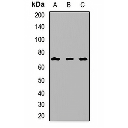 CD223 Rabbit Polyclonal Antibody