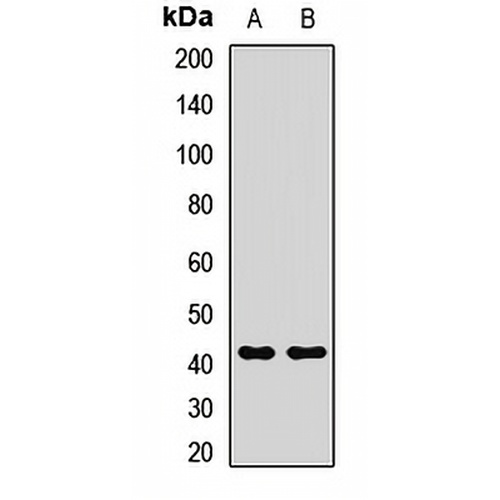 RAP Rabbit Polyclonal Antibody