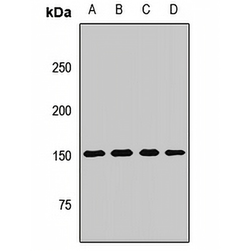 Neurofascin Rabbit Polyclonal Antibody