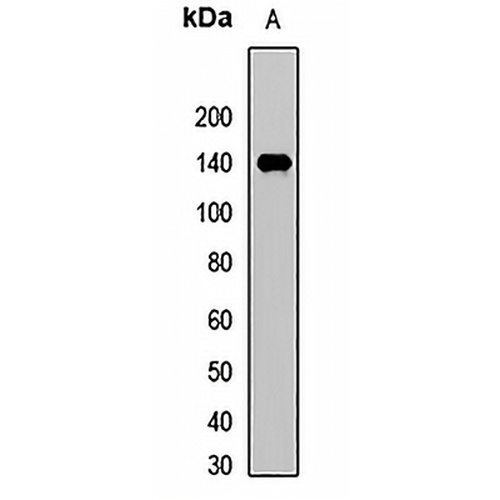 NFAT1 Rabbit Polyclonal Antibody