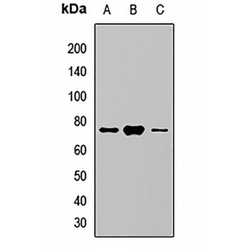 SGLT1 Rabbit Polyclonal Antibody