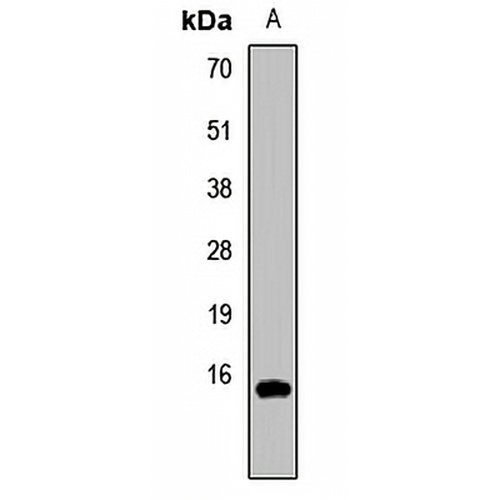 Histone H3 (MonoMethyl-R26) Rabbit Polyclonal Antibody