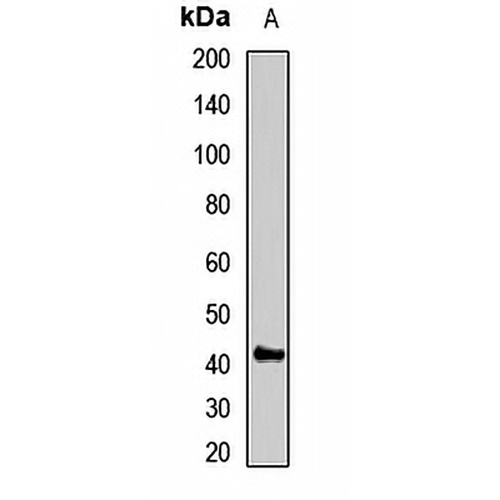 GNAZ Rabbit Polyclonal Antibody