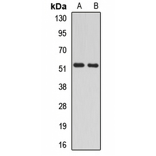 RAD23A Rabbit Polyclonal Antibody