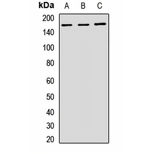 PELP1 Rabbit Polyclonal Antibody