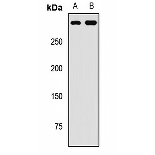 SETD2 Rabbit Polyclonal Antibody