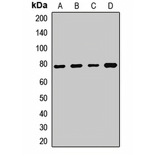 CaMK2 gamma Rabbit Polyclonal Antibody