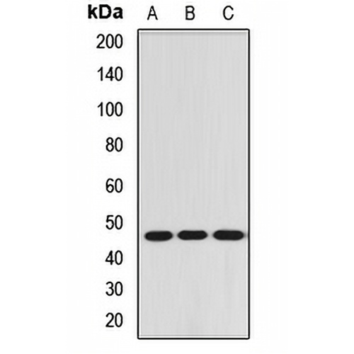 RBM17 Rabbit Polyclonal Antibody