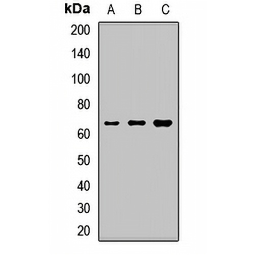NPLOC4 Rabbit Polyclonal Antibody
