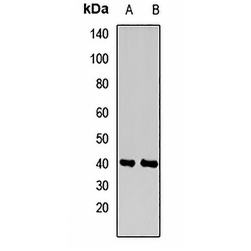 INPP5A Rabbit Polyclonal Antibody