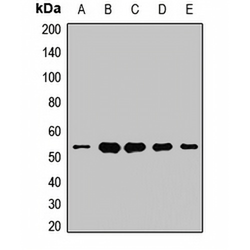 UQCRC1 Rabbit Polyclonal Antibody