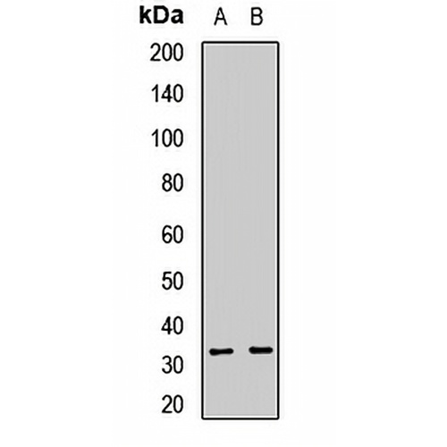 RGN Rabbit Polyclonal Antibody