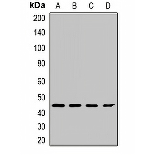 Cyclin B2 Rabbit Polyclonal Antibody